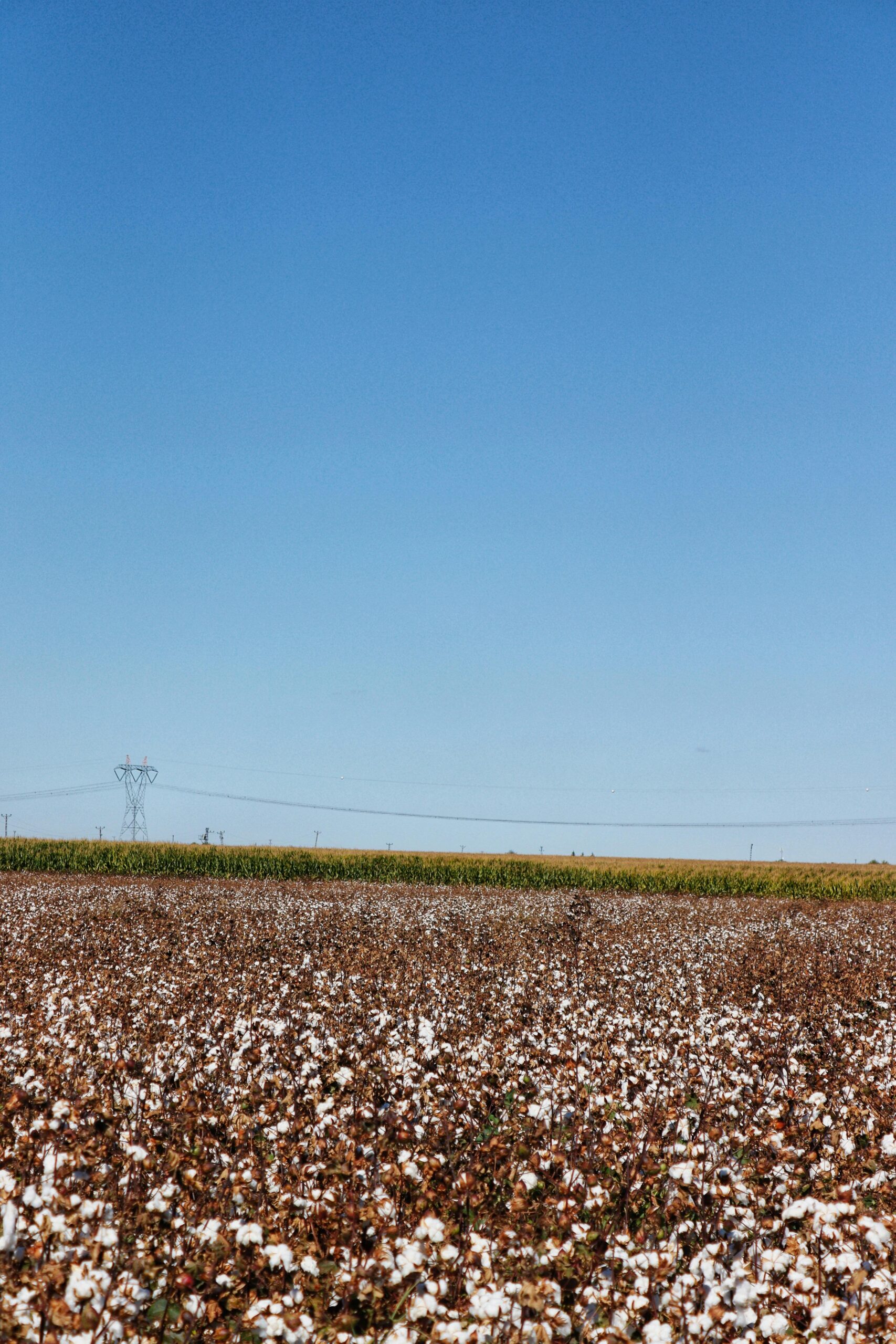 Biyolojik Kumaşlar Biyolojik Kumaşlar